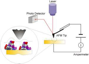 Atomic Force Microscope (AFM) and Scanning Tunneling Microscope (STM)