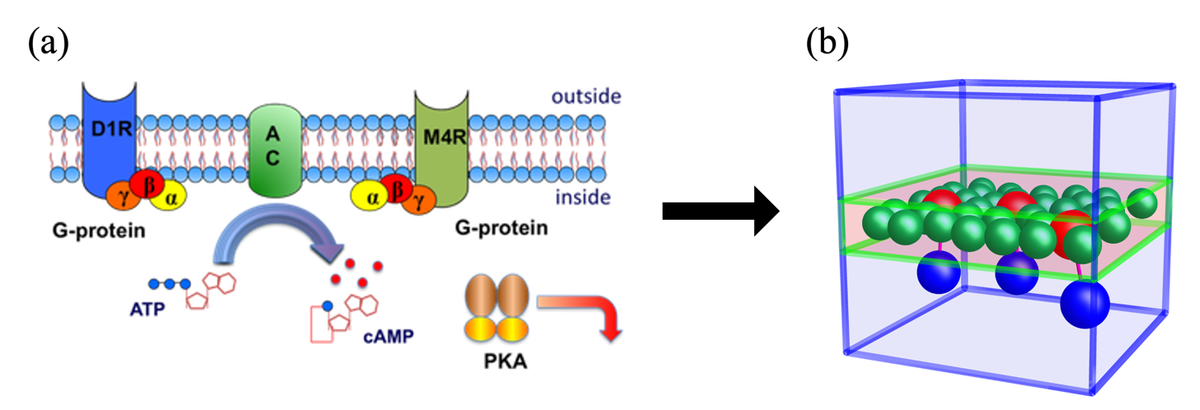Postsynaptic signal transduction and dynamics of protein solutions