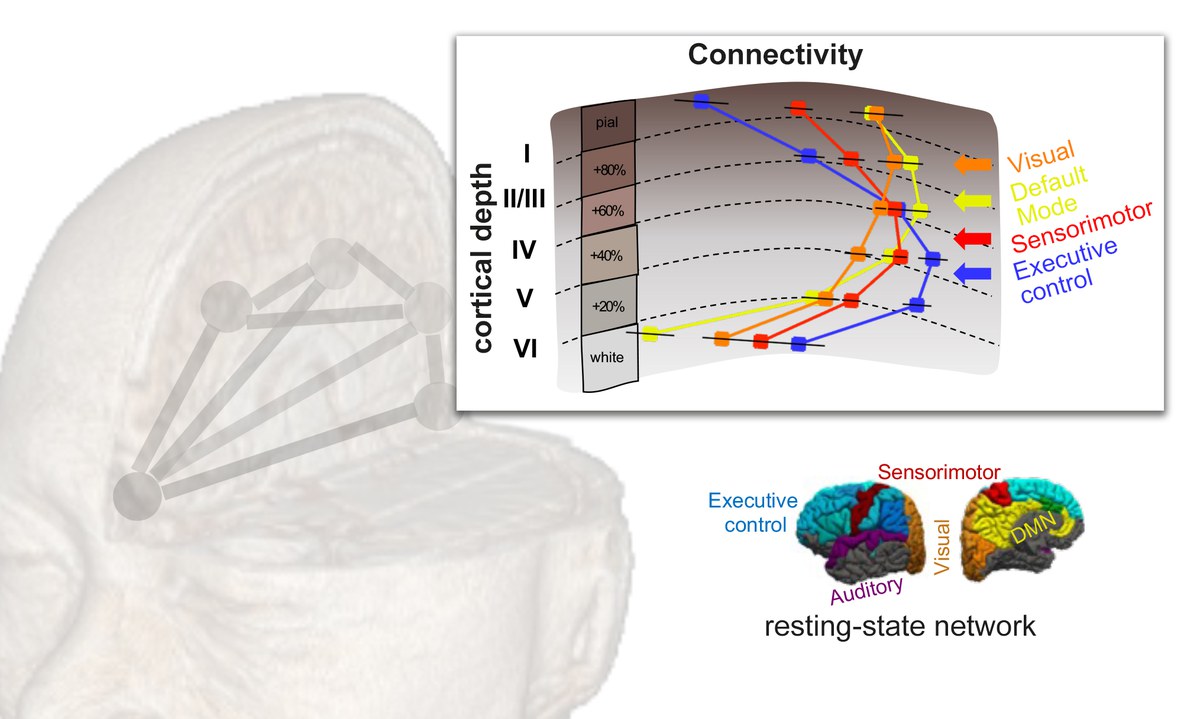 Using whole-brain laminar fMRI to investigate new dimensions of the human neocortex