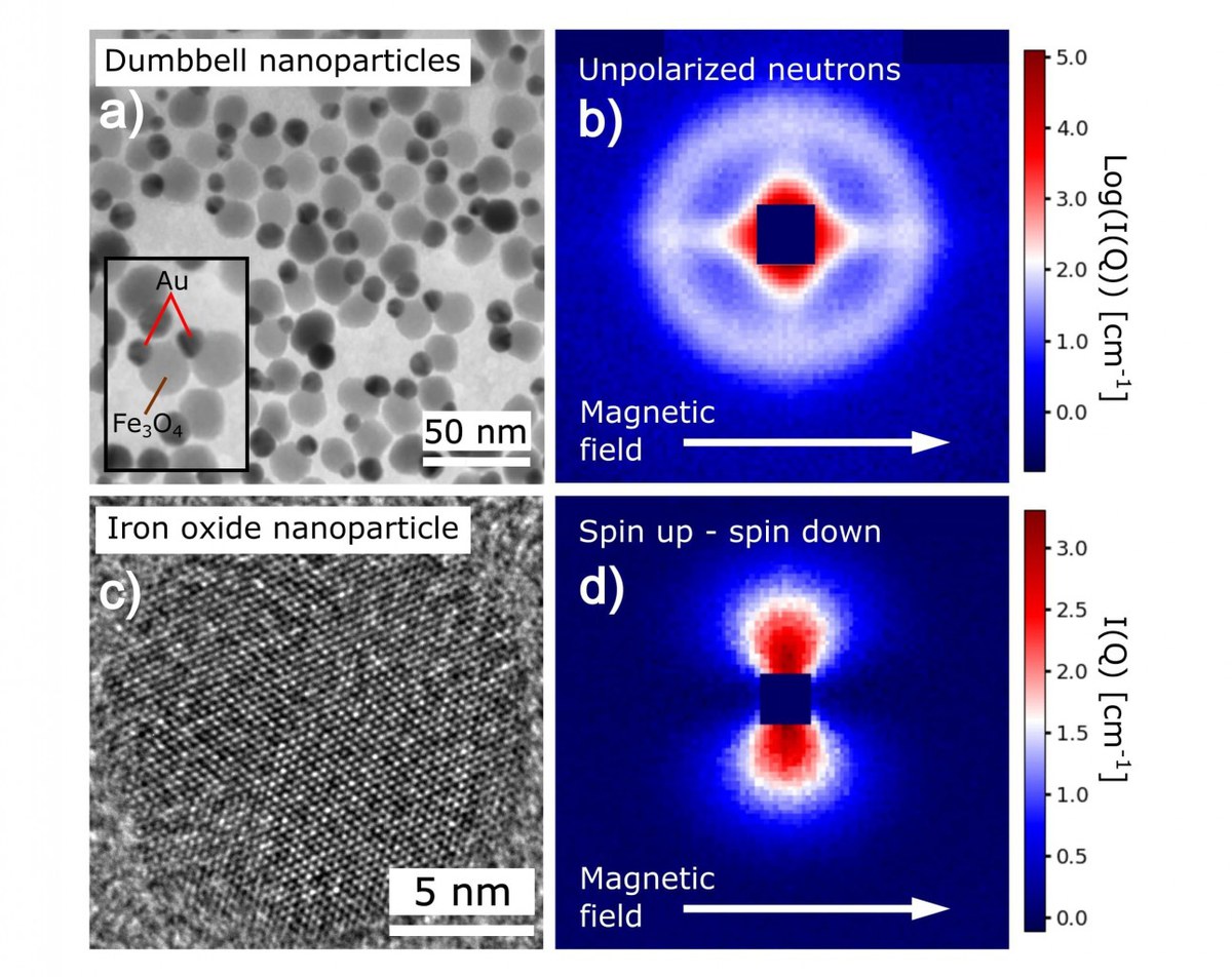 (a) TEM image of Au-Fe3O4 dumbbell nanoparticles (b) 2D small angle neutron scattering (SANS) pattern of the dumbbell nanoparticles showing the ordering of the particles in an applied magnetic field. (c) High resolution TEM image of an iron oxide nanoparticle. (d) Characteristic pattern of the nuclear-magnetic interference term obtained as a difference between spin channels of a SANS experiment with polarized neutrons.
